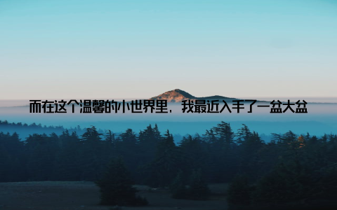 而在这个温馨的小世界里, 我最近入手了一盆大盆栽绿萝, 它绿意盎然, 净化家居, 成为了我养眼必备的绿色小天使