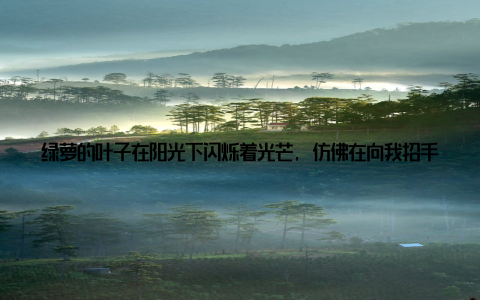 绿萝的叶子在阳光下闪烁着光芒, 仿佛在向我招手快来和我一起呼吸新鲜的空气, 感受大自然的美好! 每当这时, 我都会心生欢喜, 仿佛一身的疲惫都被这盆绿萝给治愈了