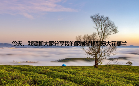 今天, 我要和大家分享我的家居绿植新宠大花蕙兰盆栽, 它不仅为我的家带来了清新与雅致, 更成为了我生活中不可或缺的一部分