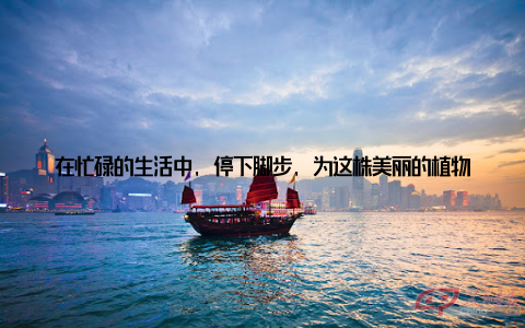 在忙碌的生活中, 停下脚步, 为这株美丽的植物浇水、施肥、修剪, 不仅能陶冶情操, 还能让我们更加热爱生活