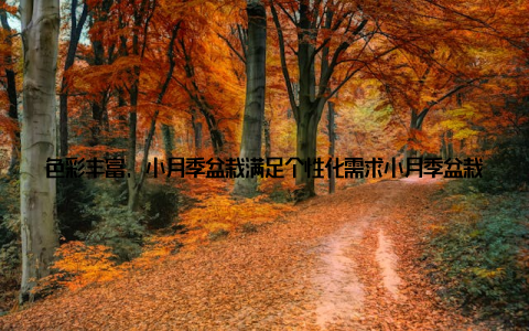 色彩丰富, 小月季盆栽满足个性化需求小月季盆栽的颜色非常丰富, 从经典的红色、粉色, 到清新的白色、紫色, 都能满足年轻人的个性化需求