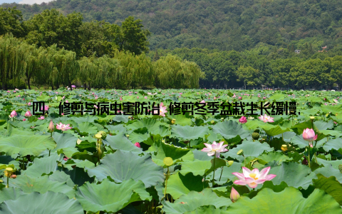 四、修剪与病虫害防治 修剪冬季盆栽生长缓慢, 可以适当进行修剪, 去除枯黄叶片和病弱枝条, 使植株更加整洁