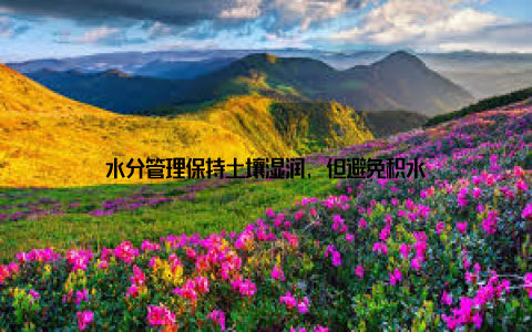水分管理保持土壤湿润, 但避免积水