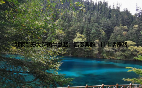 我家新宠大花蕙兰盆栽, 高贵典雅, 让生活焕然一新! 嘿, 亲爱的朋友们, 今天我要和大家分享一个让我家焕然一新的小秘密那就是我最近入手的大花蕙兰盆栽! 说起这个宝贝, 我真的是爱不释手, 每天看着它, 心情都变得愉悦起来