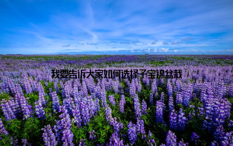 我要告诉大家如何选择子宝锦盆栽