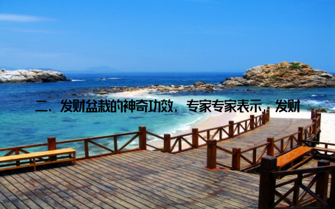 二、发财盆栽的神奇功效, 专家专家表示, 发财盆栽之所以受到年轻人的喜爱, 主要是因为它具有以下几个神奇的功效 带来好运发财盆栽的传说故事中, 它能够为人们带来好运, 让家庭和睦、事业有成