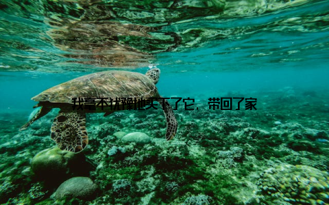 我毫不犹豫地买下了它, 带回了家