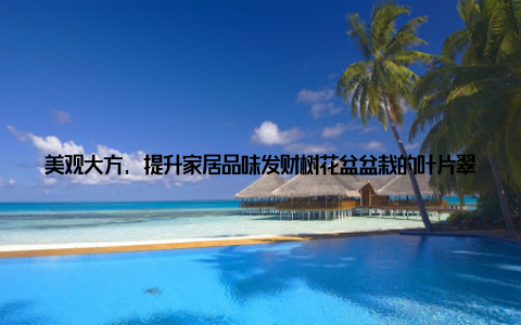 美观大方, 提升家居品味发财树花盆盆栽的叶片翠绿, 树形优美, 无论是放在客厅、卧室还是书房, 都能为家居环境增添一抹生机