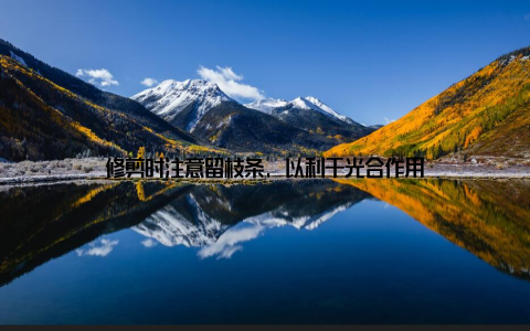 修剪时注意留枝条, 以利于光合作用