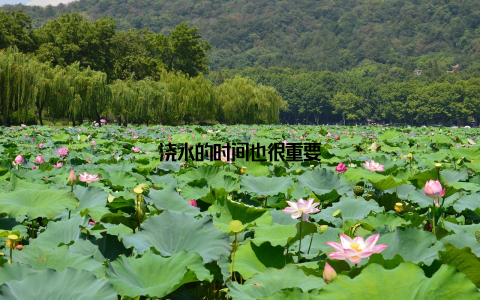 浇水的时间也很重要