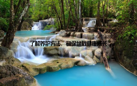 了解养护方法, 确保盆栽健康成长