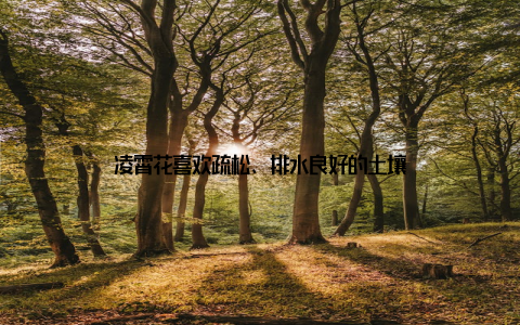 凌霄花喜欢疏松、排水良好的土壤