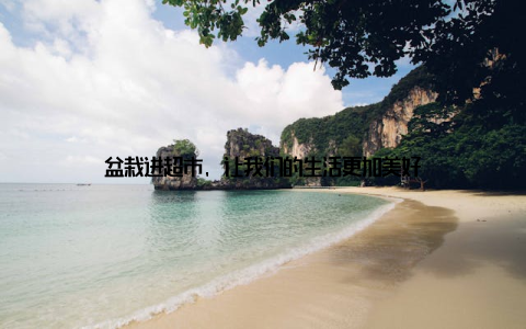 盆栽进超市, 让我们的生活更加美好