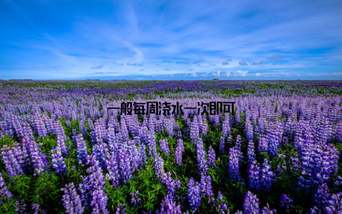 一般每周浇水一次即可