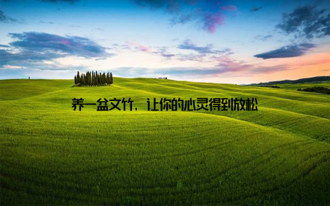 养一盆文竹, 让你的心灵得到放松