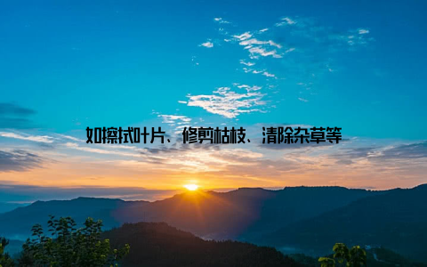 如擦拭叶片、修剪枯枝、清除杂草等