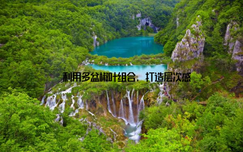 – 利用多盆椒叶组合, 打造层次感