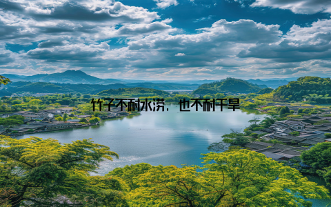 竹子不耐水涝, 也不耐干旱