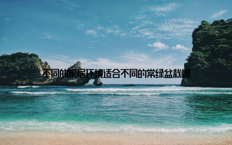 不同的家居环境适合不同的常绿盆栽树