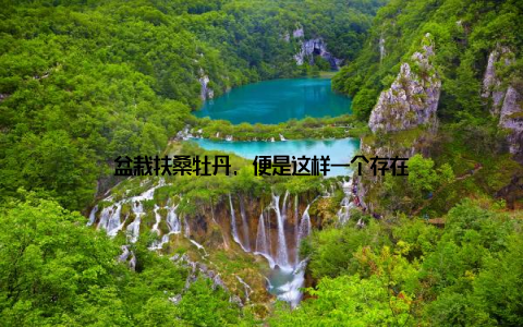 盆栽扶桑牡丹, 便是这样一个存在