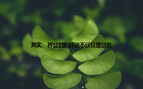 其实, 养盆栽的好处不仅仅是这些