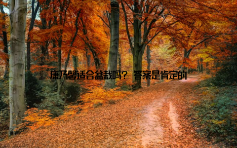 康乃馨适合盆栽吗? 答案是肯定的