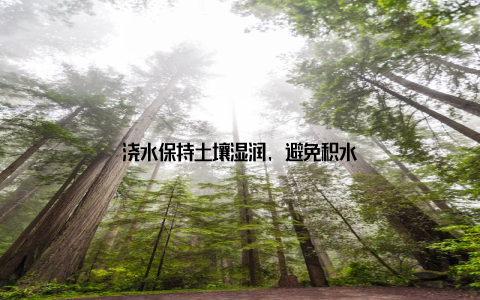 浇水保持土壤湿润, 避免积水