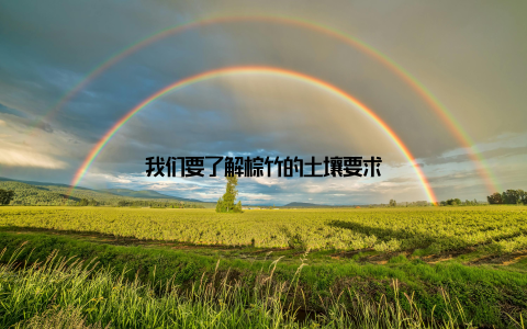 我们要了解棕竹的土壤要求