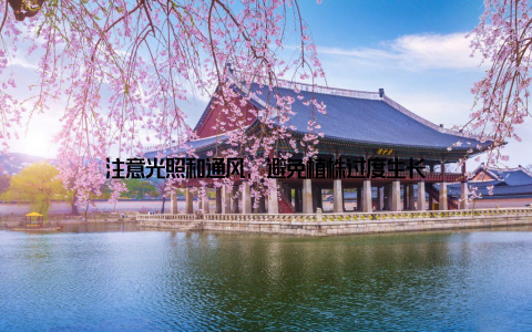 注意光照和通风, 避免植株过度生长