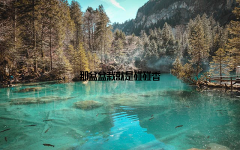 那盆盆栽就是碰碰香