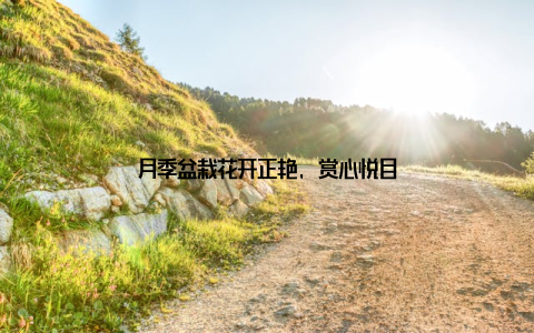 月季盆栽花开正艳, 赏心悦目