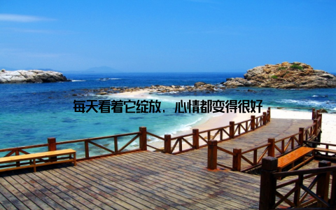 每天看着它绽放, 心情都变得很好