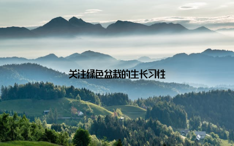 关注绿色盆栽的生长习性