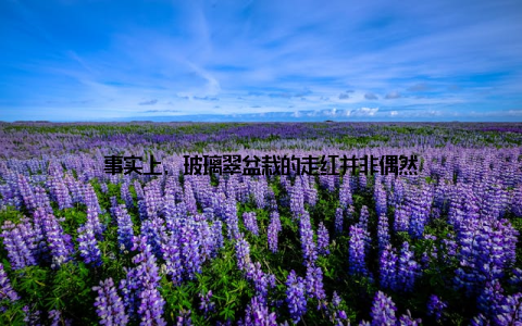 事实上, 玻璃翠盆栽的走红并非偶然