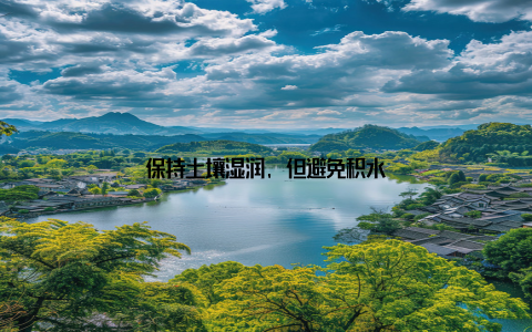 保持土壤湿润, 但避免积水