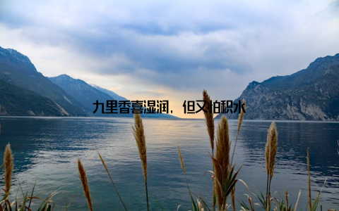 九里香喜湿润, 但又怕积水