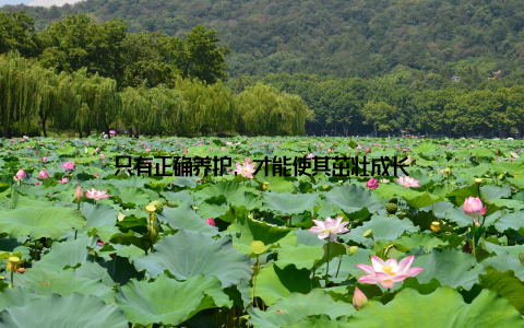 只有正确养护, 才能使其茁壮成长