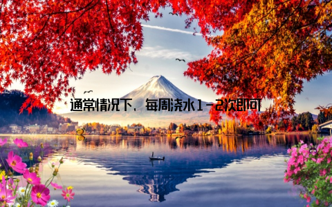 通常情况下, 每周浇水1-2次即可