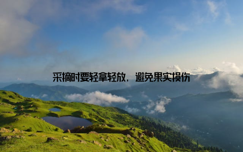 采摘时要轻拿轻放, 避免果实损伤