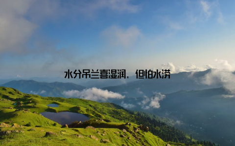 水分吊兰喜湿润, 但怕水涝