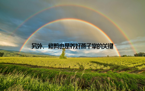 另外, 修剪也是养好燕子掌的关键