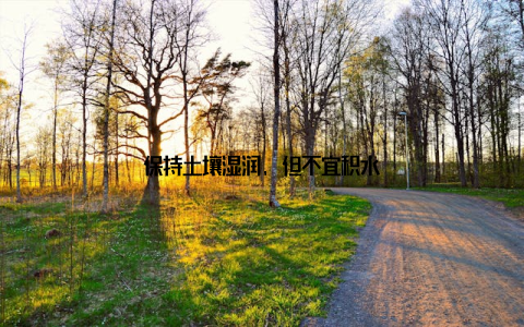 保持土壤湿润, 但不宜积水