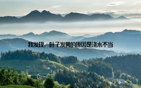 我发现, 叶子发黄的原因是浇水不当