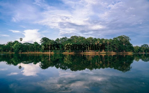 盆栽玉兰的观赏价值极高