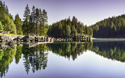 我选择了适合办公桌的盆栽