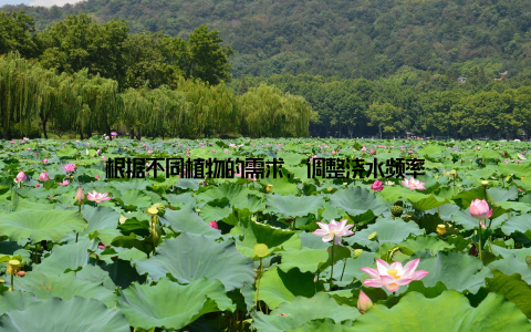 根据不同植物的需求, 调整浇水频率