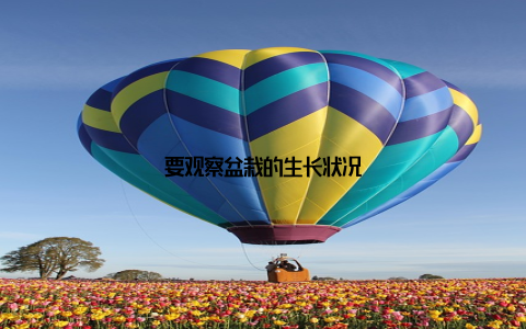 要观察盆栽的生长状况