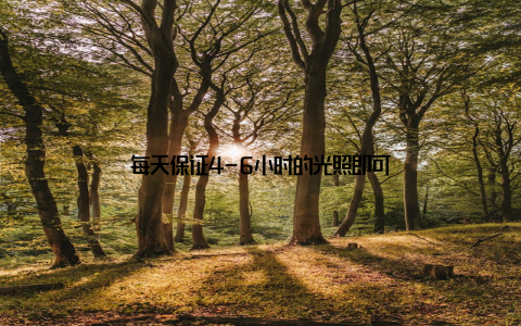 每天保证4-6小时的光照即可