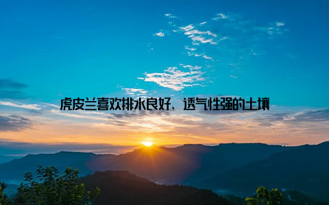 虎皮兰喜欢排水良好、透气性强的土壤