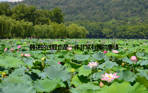 种花的过程也是一件非常有趣的事情